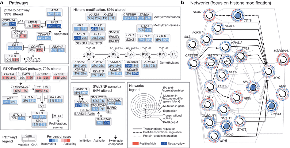 Screenshot of a diagram showing networks of genes in observed in a cancerous bladder sample.