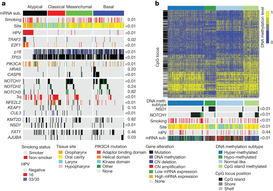 A figure with two heatmap visualizations showing gene alteration, DNA methylation subtypes, and DNA methylation levels.