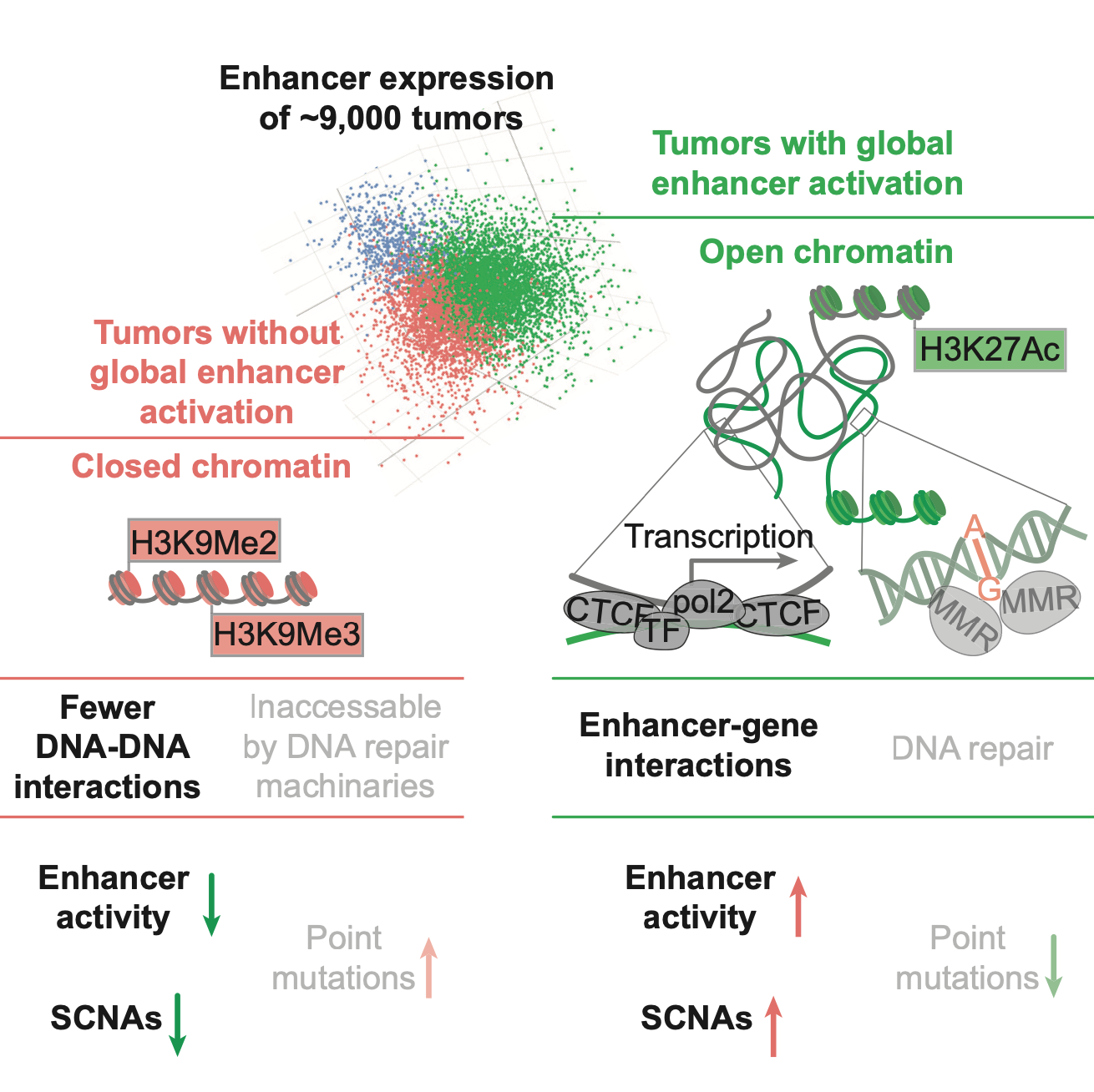 graphical abstract with few key concepts from the paper, there are ilustrations of chromatin and a scatterplot of tumor types