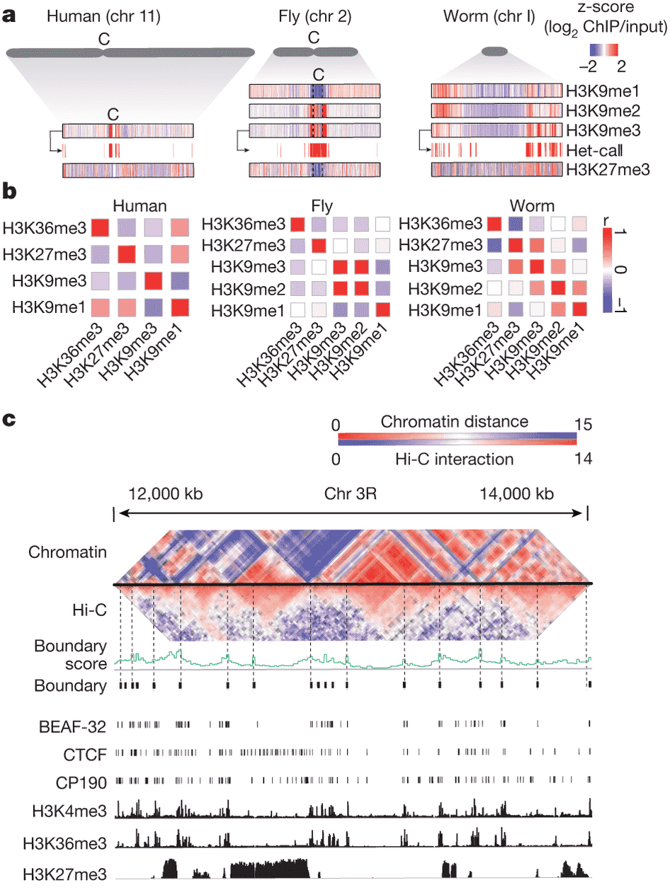 Diagrams demonstrate the distribution of chromatin in a variety of species’ chromosomes, where the human chromosome is shown to be much larger than the fly and worm chromosomes.