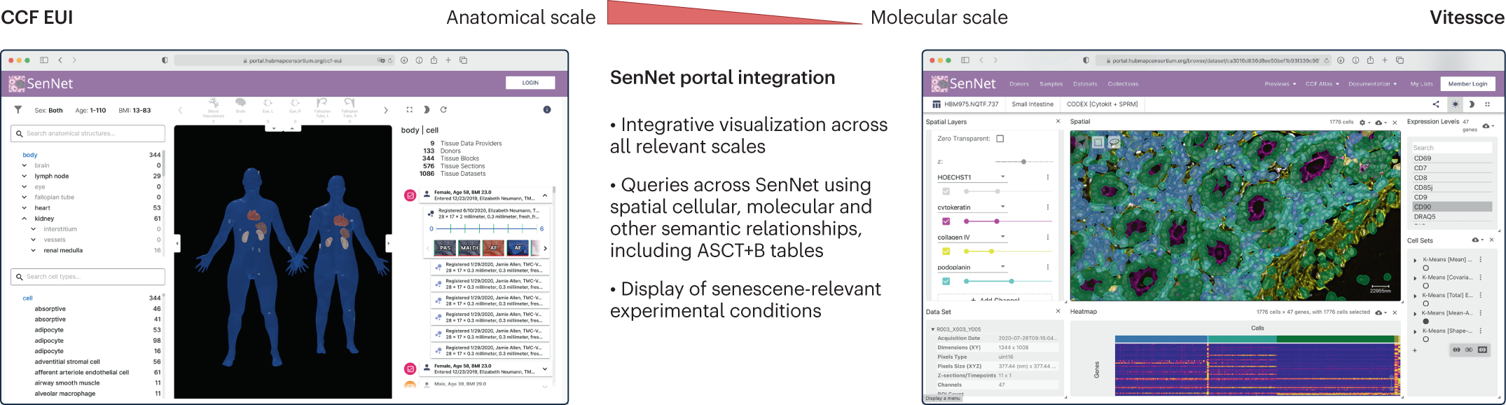 Figure 4, Overview of the visualization tools to be developed to enable exploration of the senescent cell atlases produced by SenNet