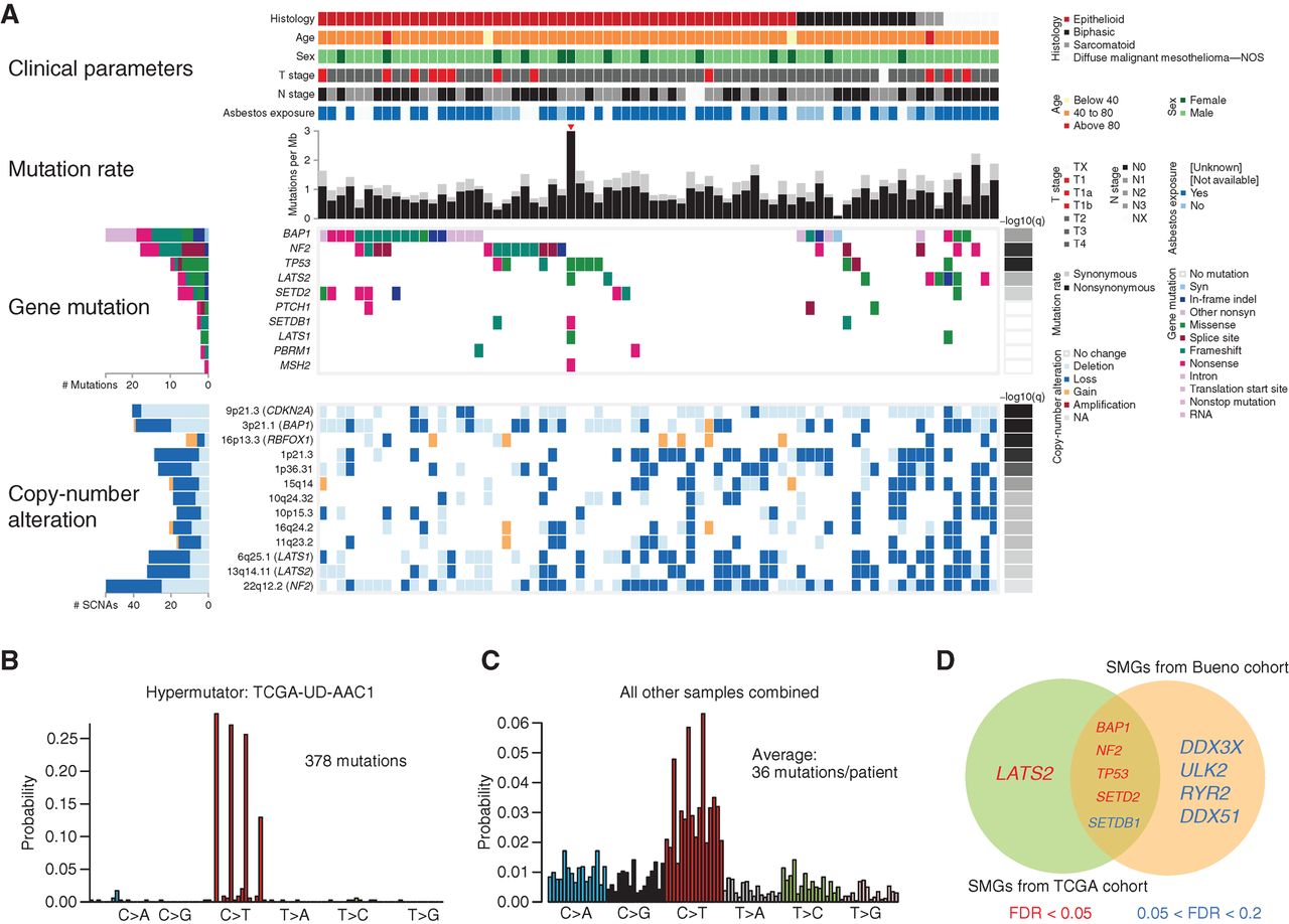 Genomic and clinical characteristics of TCGA MPM cohort, highlighting clinical and molecular features, a hypermutated case, mutational spectra, and a comparison of significantly mutated genes.