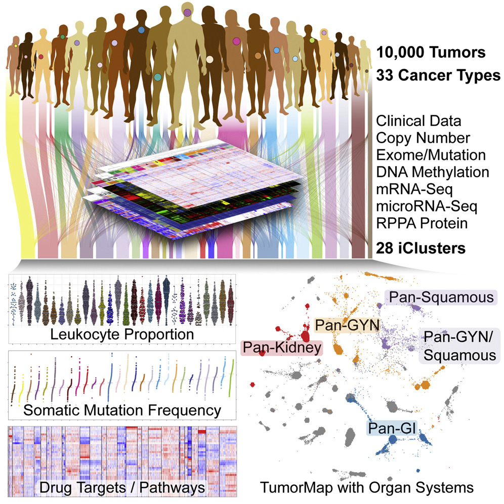 Graphical Abstract: Overview of donor, cancer types, and experimental design