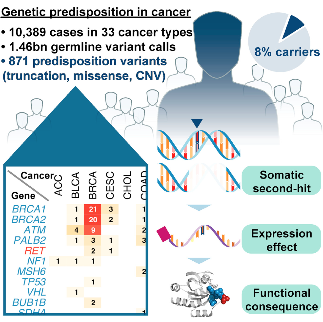 graphical abstract with illustrations of several humans and a heatmap depicting cancers and genes