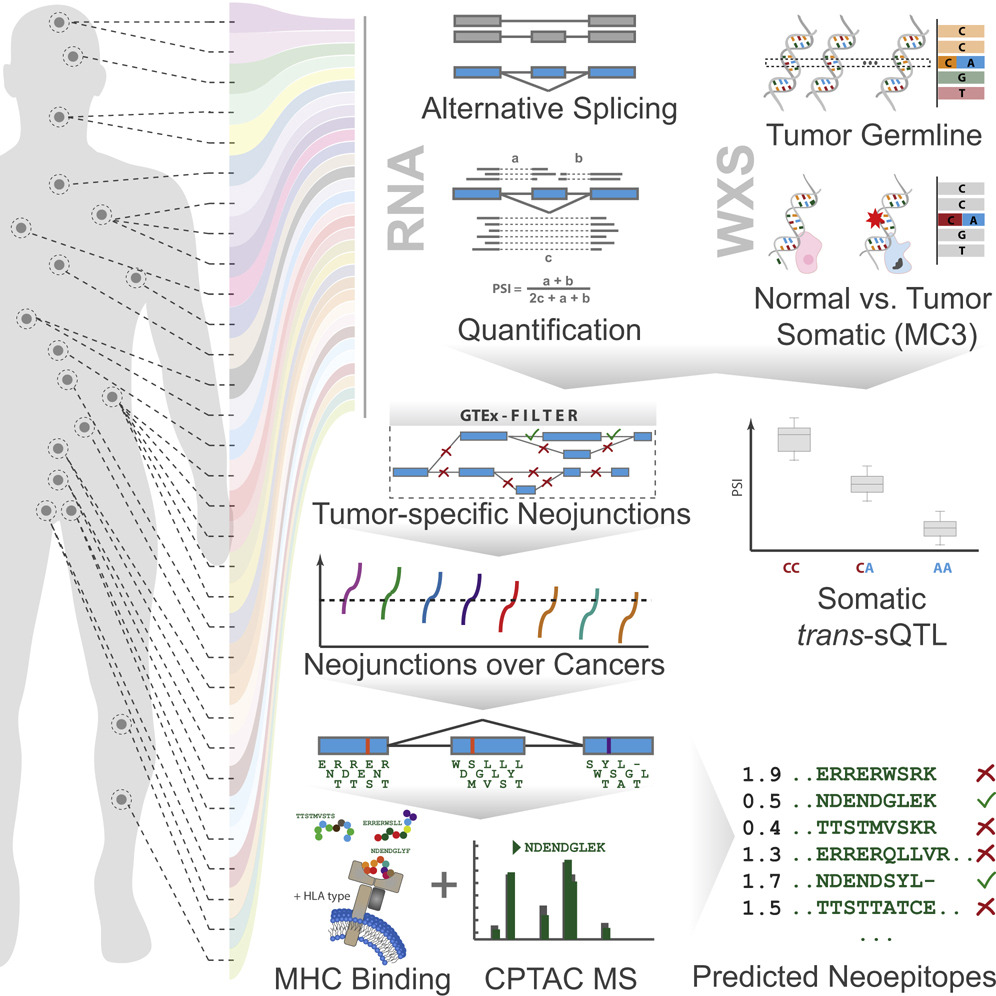 Graphical abstract. RNA splicing analysis in cancer, highlighting tumor-specific neojunctions, somatic alterations, MHC binding, and predicted neoepitopes