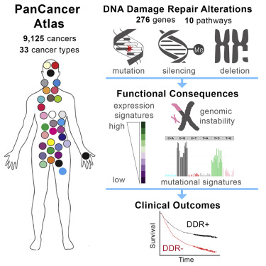 Graphical abstract. PanCancer analysis of DNA damage repair alterations across 33 cancer types, linking mutations to functional consequences, genomic instability, and clinical outcomes.