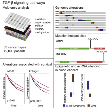 Graphical abstract. Multi-omic analysis of TGF-β signaling in 33 cancer types, highlighting genomic alterations, mutation hotspots, survival associations, and epigenetic regulation in blood cancers.