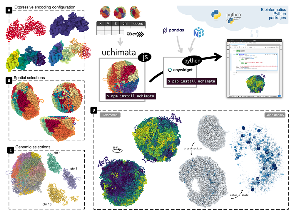 A diagram overviewing the uchimata tool: the figure shows its two parts (javascript and python) and highlights important features (expressive encoding configuration, spatial and genomic selections). There are also two specific biological examples: mapping gene density to size and color of 3D marks that build up a 3D genome model, and coloring individual chromosomes to highlight telomere locations.