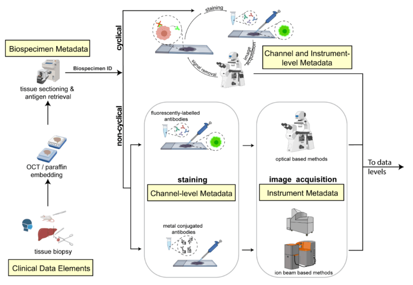 A diagram showing the different types of metadata which can be collected for multiplexed tissue images.