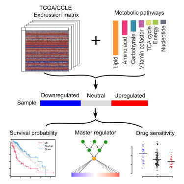 Graphical abstract. Integration of TCGA/CCLE expression data with metabolic pathways to analyze gene regulation, survival probability, master regulators, and drug sensitivity.