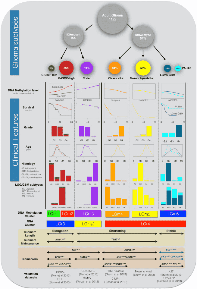 This image provides a comprehensive overview of the genomic and molecular characteristics of adult glioma, a type of brain tumor. It presents information on molecular subtypes, gene expression patterns, DNA methylation levels, survival rates, and other relevant clinical features.