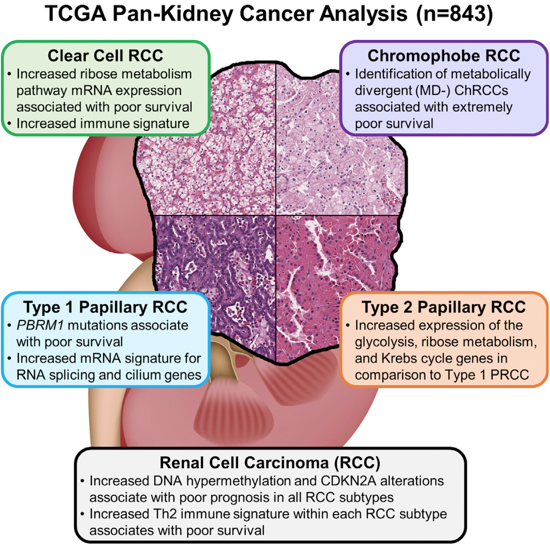 graphical abstract with a tissue sample image and 5 boxes with key information from the paper