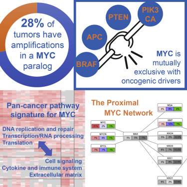 Graphical abstract. MYC amplifications in 28% of tumors, mutual exclusivity with oncogenic drivers, pan-cancer pathway signatures, and the proximal MYC network.
