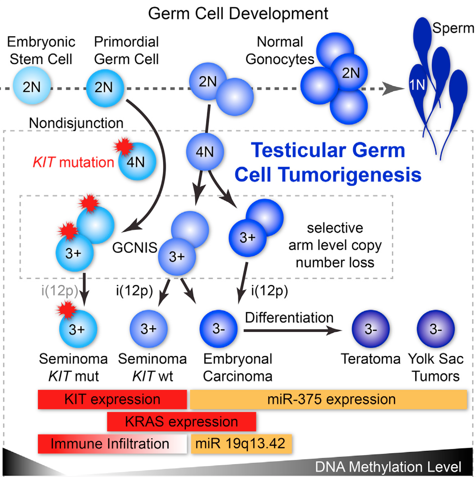 graphical abstract depicting testicular germ cell tumorigenesis