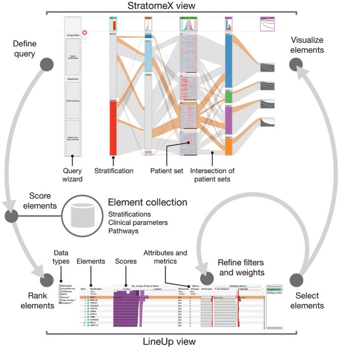 A schematic diagram with screenshots of StratomeX and LineUp views showing the interaction flows between tools.