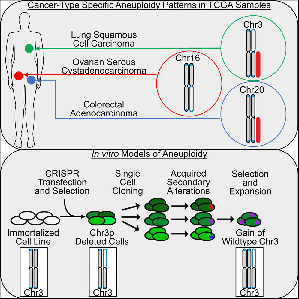 Graphical Abstract