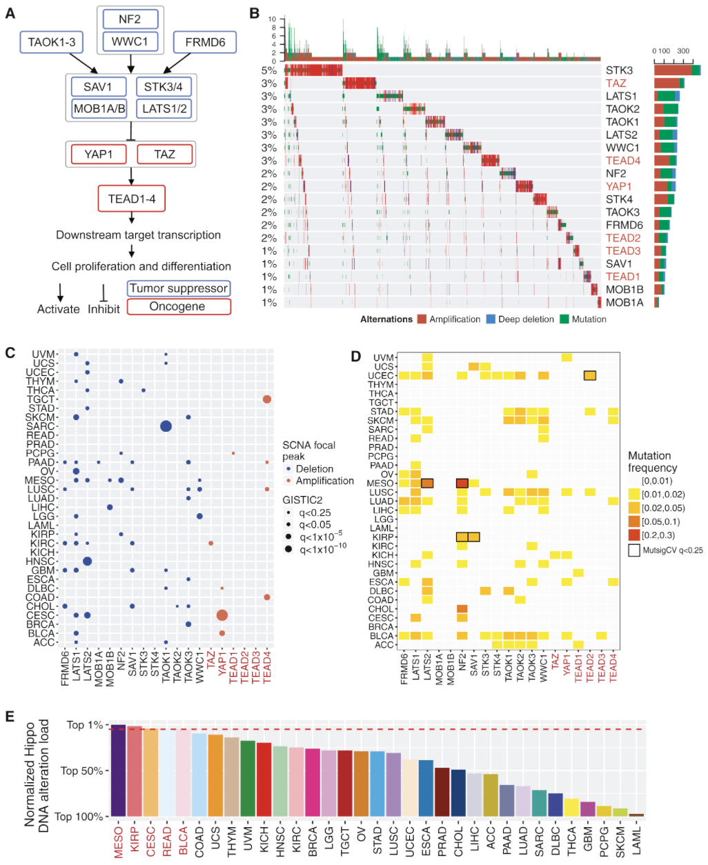 Composition of 5 figures, A shows schematic pathway,  B shows waterfall plots of gene mutation and copy number alteration, C shows dotplot of oncogenes tumor suppressors, D shows mutation frequency heatmap of Hippo pathway core genes, E shows barchart of hippo pathway DNA alteration load