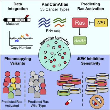 Graphical abstract. Machine learning predicts Ras activation across 33 cancer types using genomic data, identifying phenocopying variants and MEK inhibition sensitivity.