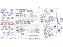 Publication page for "Comprehensive Molecular Characterization of Urothelial Bladder Carcinoma"