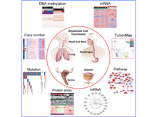 Publication page for "Genomic, Pathway Network, and Immunologic Features Distinguishing Squamous Carcinomas"