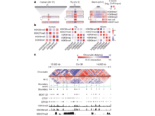 Publication page for "Comparative analysis of metazoan chromatin organization"