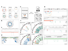 Publication page for "Chromoscope: interactive multiscale visualization for structural variation in human genomes"