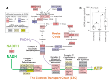 Publication page for "The Somatic Genomic Landscape of Chromophobe Renal Cell Carcinoma"