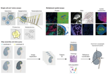 Publication page for "The human body at cellular resolution: the NIH Human Biomolecular Atlas Program"