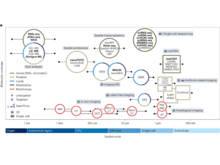 Publication page for "Advances and prospects for the Human BioMolecular Atlas Program (HuBMAP)"