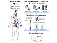 Publication page for "Genomic and Molecular Landscape of DNA Damage Repair Deficiency across The Cancer Genome Atlas"