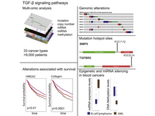 Publication page for "A Pan-Cancer Analysis Reveals High-Frequency Genetic Alterations in Mediators of Signaling by the TGF-β Superfamily"