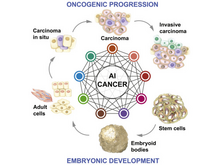 Publication page for "Machine Learning Identifies Stemness Features Associated with Oncogenic Dedifferentiation"