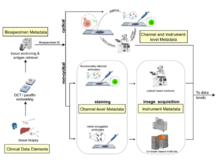 Publication page for "MITI Minimum Information guidelines for highly multiplexed tissue images"