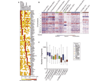 Publication page for "Multi-platform integration of 12 cancer types reveals cell-of-origin classes with distinct molecular signatures"
