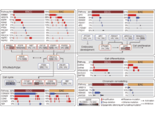 Publication page for "Integrated genomic characterization of oesophageal carcinoma"