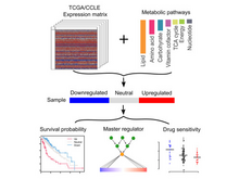 Publication page for "Molecular Characterization and Clinical Relevance of Metabolic Expression Subtypes in Human Cancers"