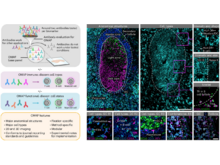Publication page for "Organ Mapping Antibody Panels: a community resource for standardized multiplexed tissue imaging"