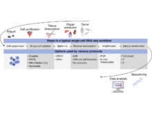 Publication page for "Guidelines for reporting single-cell RNA-seq experiments"