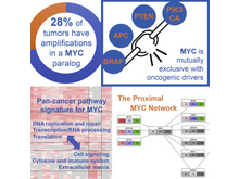Publication page for "Pan-cancer Alterations of the MYC Oncogene and Its Proximal Network across the Cancer Genome Atlas"