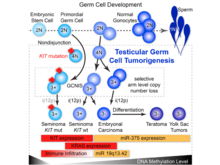 Publication page for "Integrated Molecular Characterization of Testicular Germ Cell Tumors"