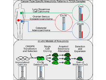 Publication page for "Genomic and Functional Approaches to Understanding Cancer Aneuploidy"